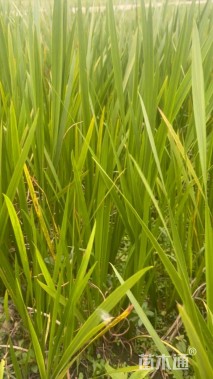 高度30厘米水菖蒲