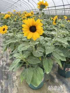 高度30厘米向日葵