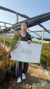 高度40厘米瓜子黄杨