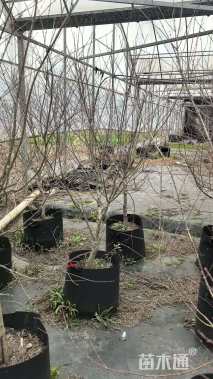 高度120厘米羽毛枫