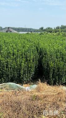 高度180厘米北海道黄杨