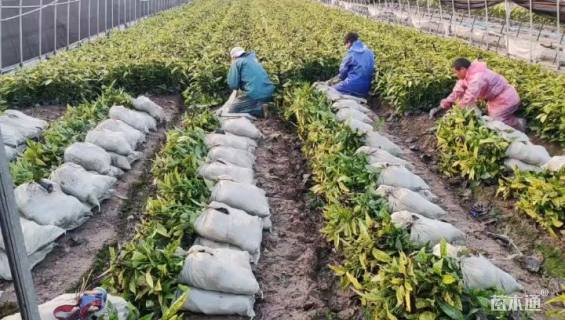 高度50厘米花叶珊瑚