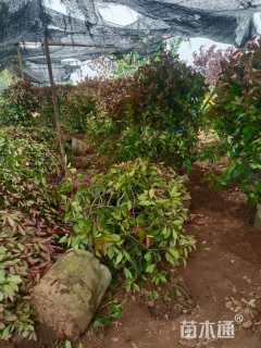 冠幅60厘米红叶石楠球