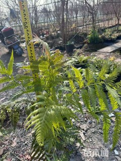 高度60厘米胎生狗脊蕨