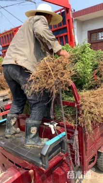 高度60厘米小叶女贞