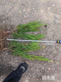 高度70厘米小龙柏