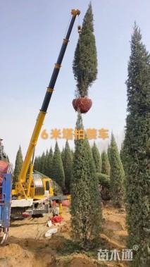 高度500厘米北京桧