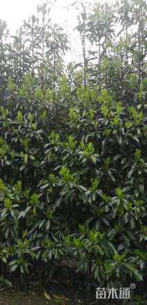 高度350厘米法国冬青