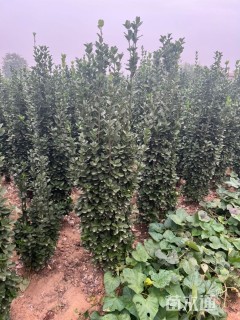 高度150厘米北海道黄杨柱