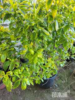 100厘米花叶假连翘