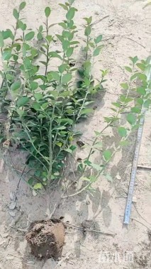 高度20厘米超级鼠尾草