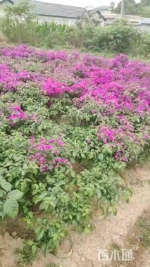 高度60厘米紫花三角梅