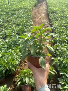 高度20厘米鼠尾草