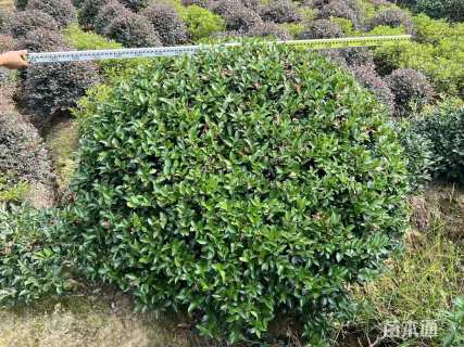 冠幅150厘米茶梅球