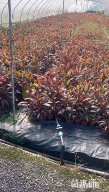 高度25厘米红叶朱蕉