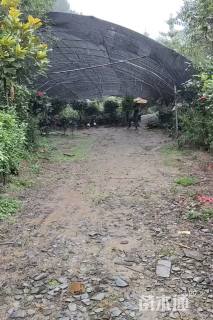 高度80厘米石榴