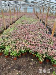 高度34厘米南天竹