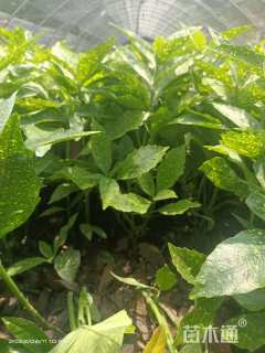 高度25厘米桃叶珊瑚