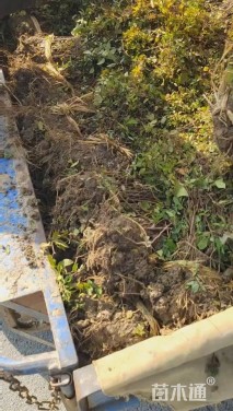 高度40厘米金焰绣线菊