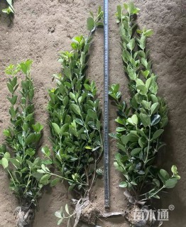 高度90厘米大叶黄杨