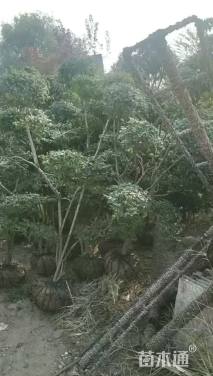 高度180厘米小叶女贞