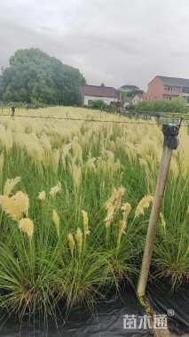 高度100厘米矮蒲苇