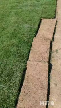 草卷状马尼拉草