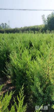 高度100厘米蜀桧