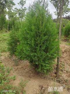 高度100厘米侧柏