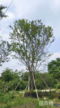 11公分(2杆)丛生朴树