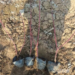 高度25厘米红瑞木