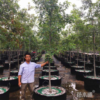 5公分白栎