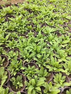 高度20厘米林荫鼠尾草