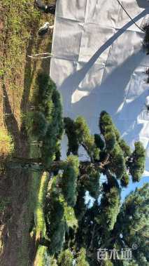 13.5公分造型五针松