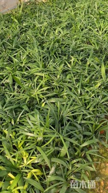 高度25厘米细叶棕竹