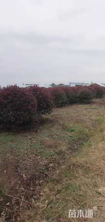 冠幅150厘米红叶石楠球