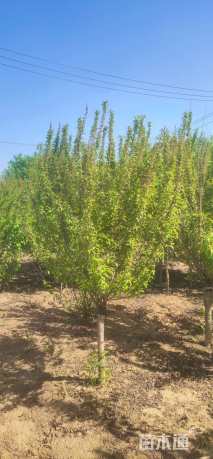 高度200厘米珍珠梅