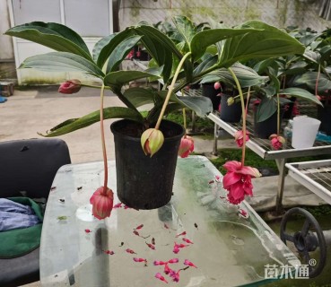 高度20厘米宝莲花