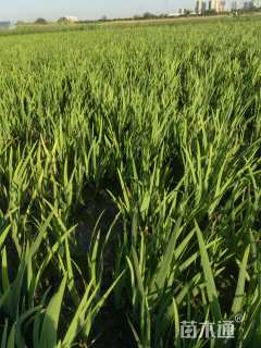 高度50厘米常绿彩虹鸢尾