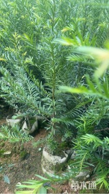 0.4公分南方红豆杉