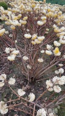 高度150厘米结香球