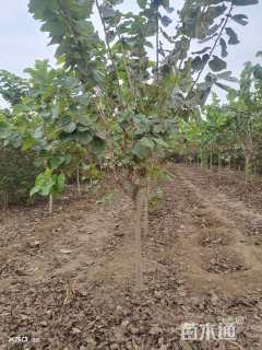 高度240厘米紫荆