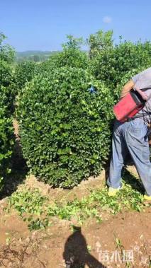 冠幅120厘米冬青球