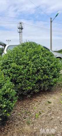 10公分无刺枸骨