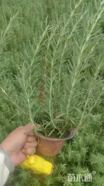 高度40厘米红叶朱蕉