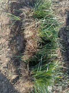 高度30厘米麦冬