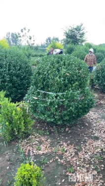 冠幅120厘米大叶黄杨球