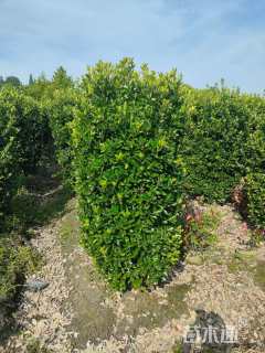 高度180厘米大叶黄杨柱