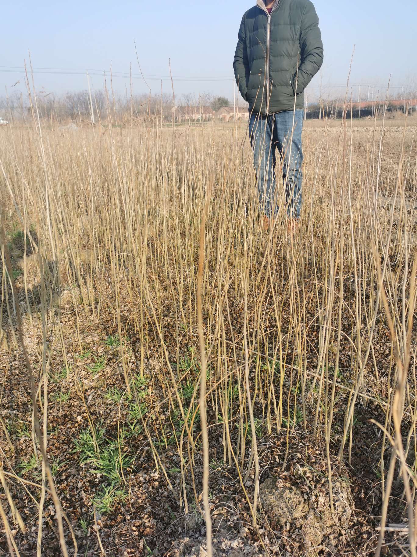 高度50厘米紫穗槐