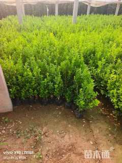 高度25厘米黄杨